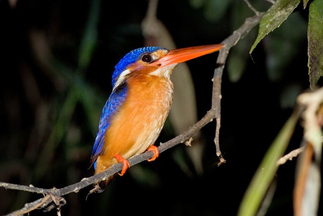 Bird-Life,-Borneo-Rainforest