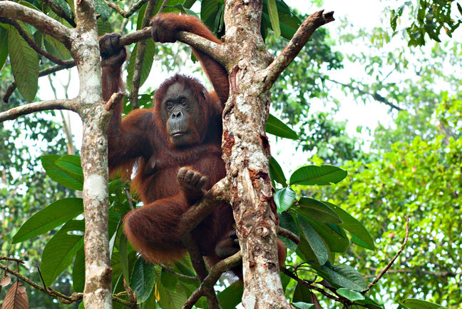 Borneo wildlife safari