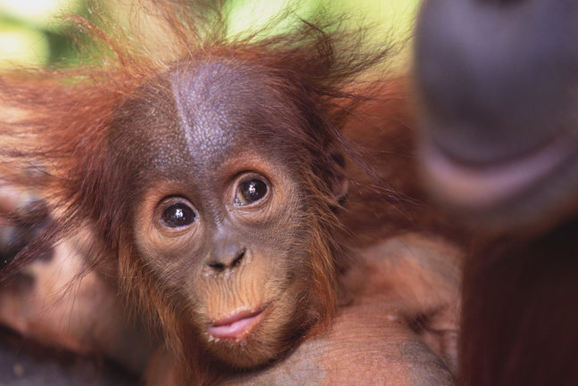 Borneo Wildlife Safari