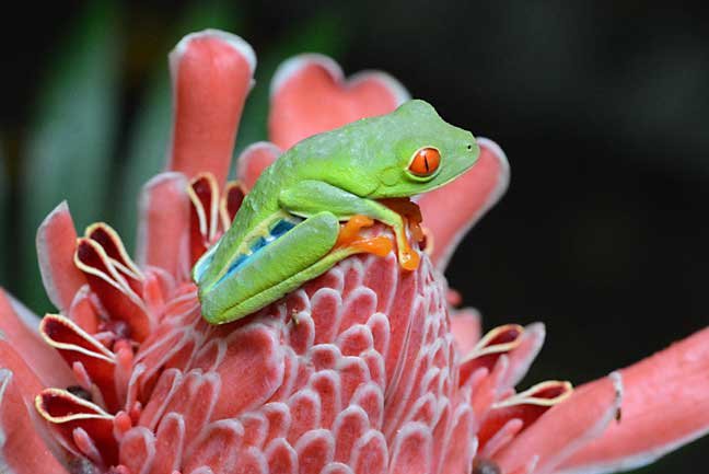 Classic Costa Rica adventure
