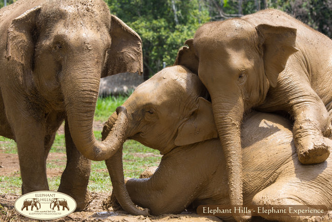 Elephant Hills Jungle Safari