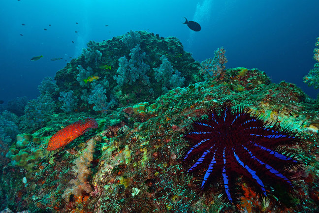 A-Crown-of-thorns-seastar-(Acanthaster-planci)-feeds-on-live-corals-in-the-Andaman-Sea