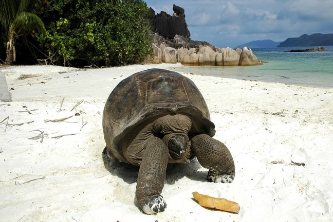 Family Island Hopping