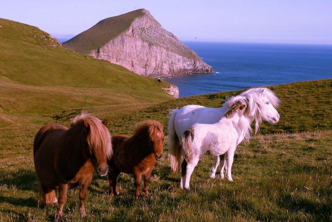 Shetland & Fair Isle Discovery