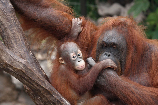 wildlife tour borneo