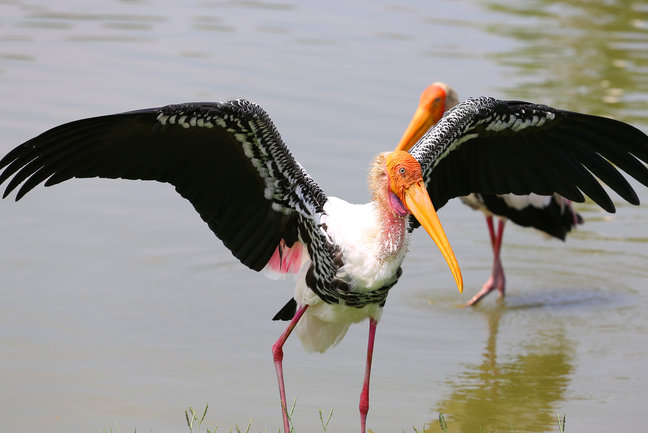  Cambodia Bird Watching  tour