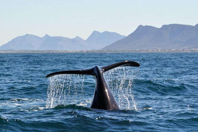Wine & Whales
