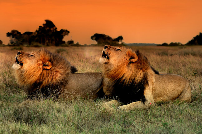 Lions in the Kruger