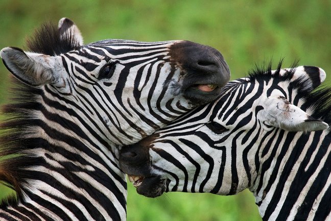 Garden Route - Safari