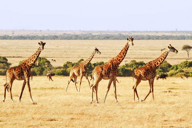 Kenya Family Adventure