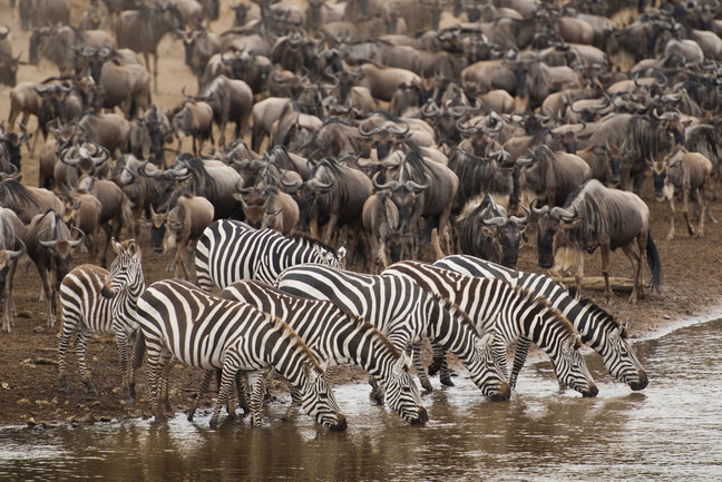 Serengeti Migration & Beach