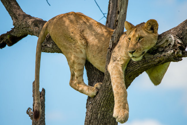 Selous Safari - Zanzibar