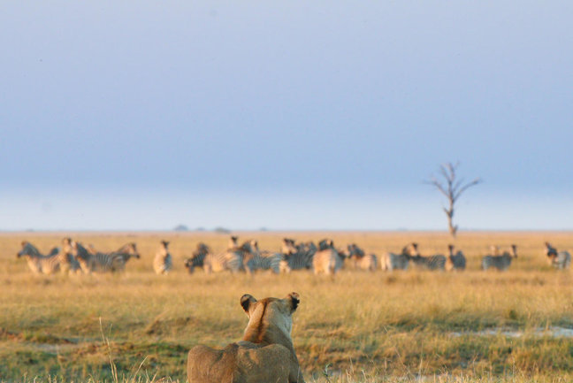 Tanzania Highlights
