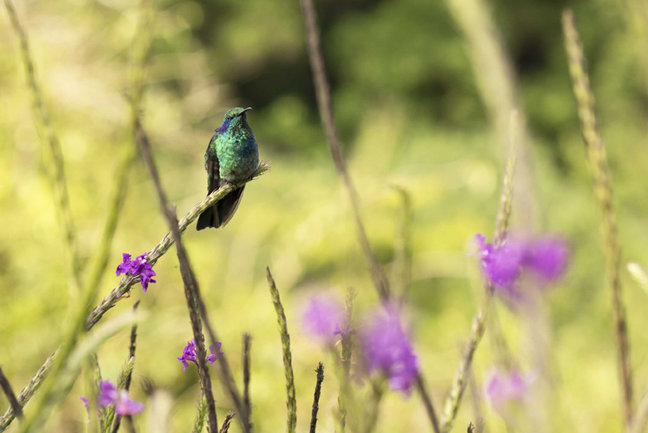 Hummingbird, Curi-Cancha Reserve