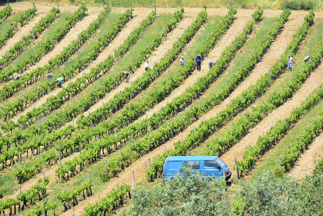Working the vines, Azeitao to Palmela route, Arrabida