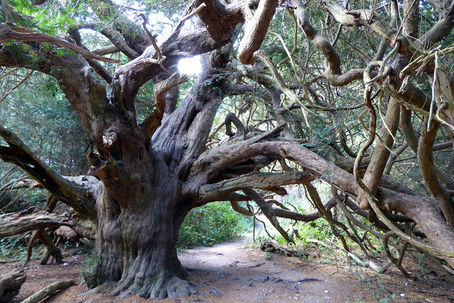 Ancient yew trees in Kingley Vale