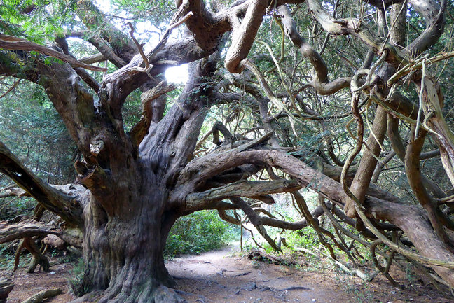 Ancient yew trees in Kingley Vale