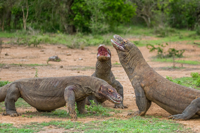 Komodo Dragons and Flores 