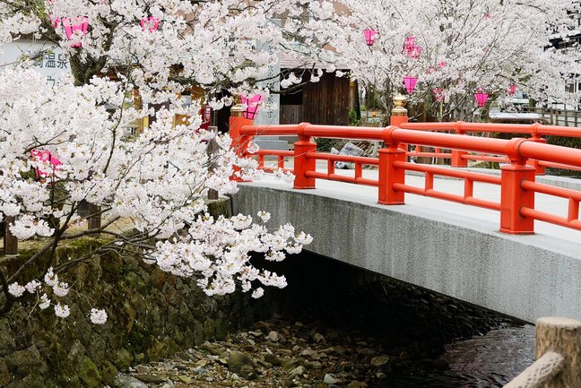 Cherry Blossom viewing