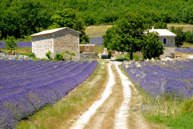 Scenic lavender fields  