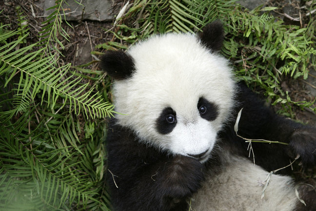 Pandas of China