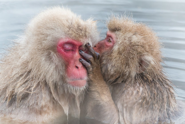 Japanese Alps and Snow Monkeys
