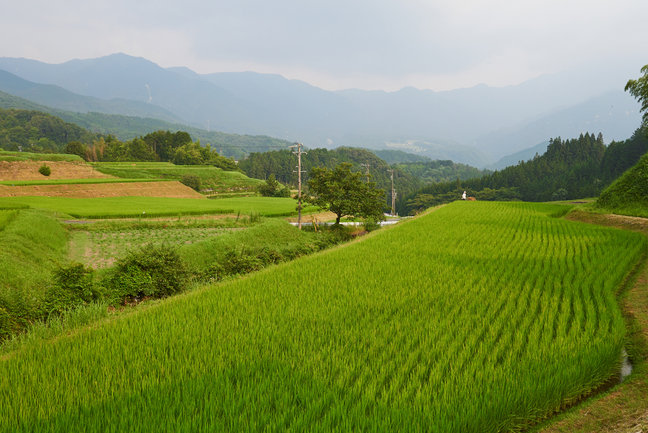 Rice paddies, Nakasendo Way, Japan
