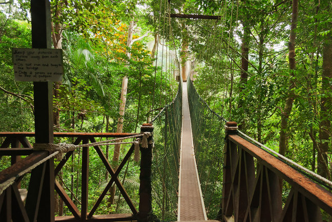Taman Negara Rainforest canopy walk 