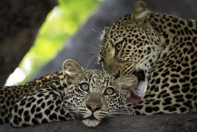 Zambia Family Explorer