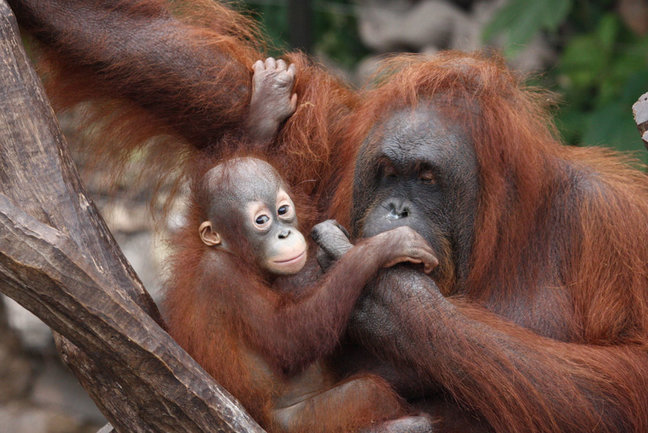 Kinabatangan Wildlife Safari