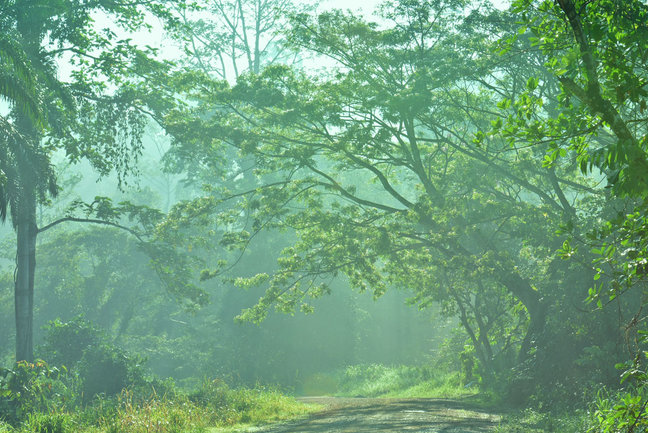 Sukau-Tabin Wildlife Experience