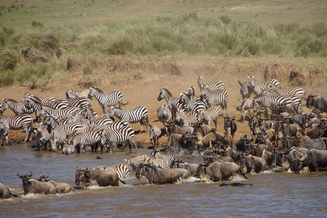A Safari Through Kenya
