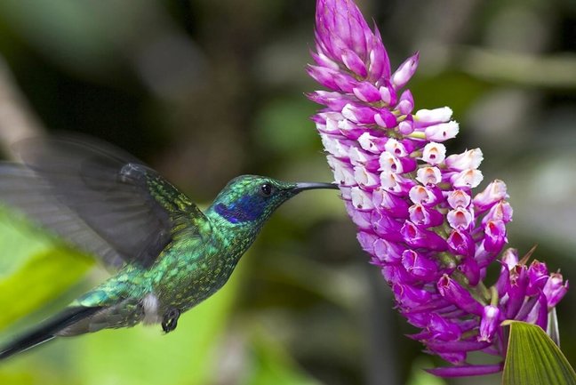 Birdwatching with Experts