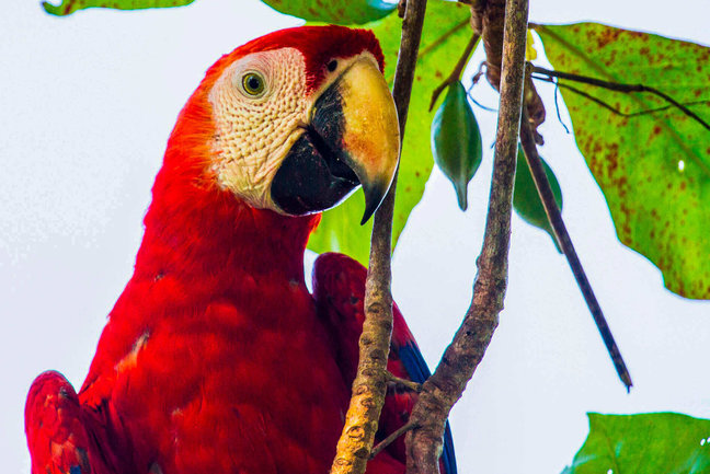 Natural Wonders of Costa Rica