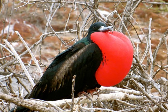 First Class Galapagos Cruise 