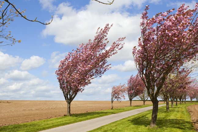 Yorkshire Wolds