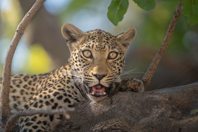 Classic Tanzania Safari Holiday