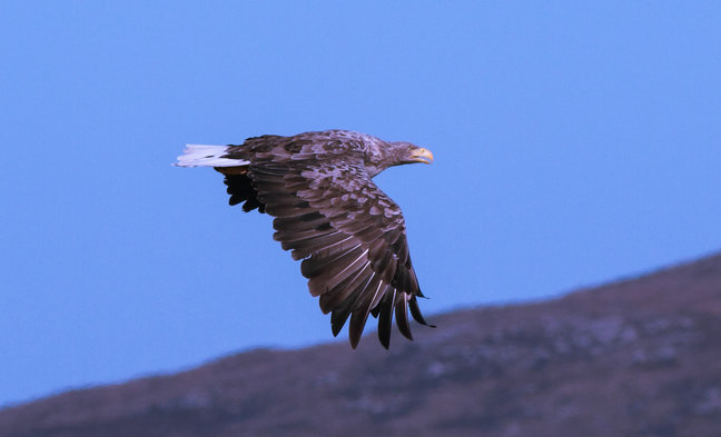 Hebridean Wildlife