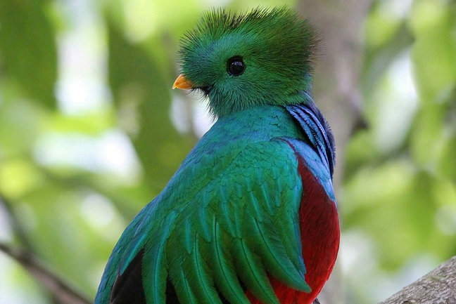 costa rica wildlife tours