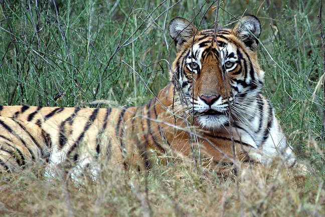 India wildlife tour Ranthambhore
