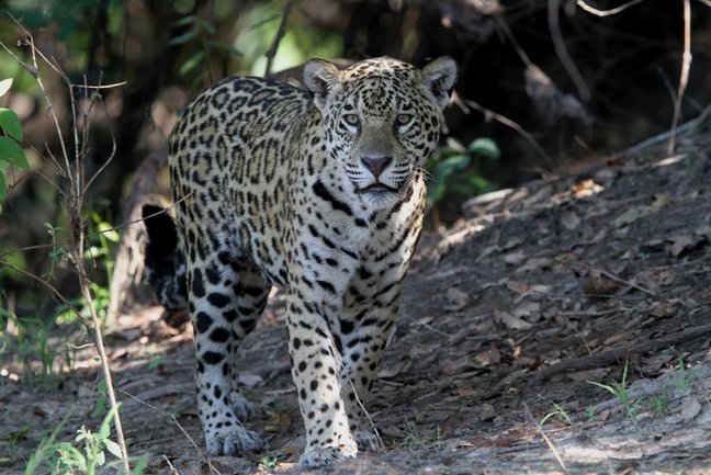 Brazil small group Jaguar safari