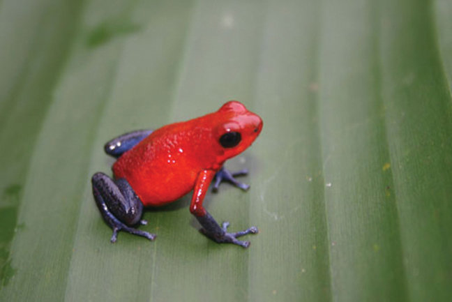Strawberry poison dart frog, Costa Rica