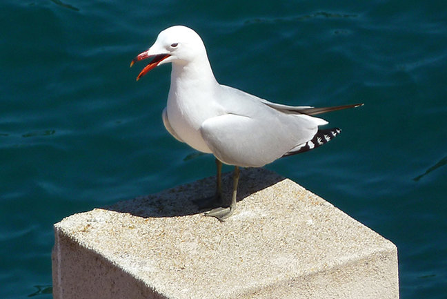 Audouin's gull, Menorca