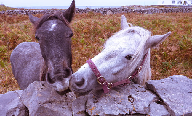 Galway horses
