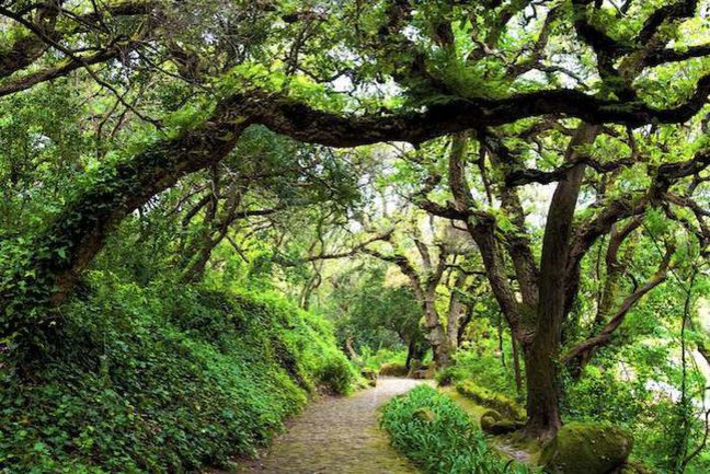 Walking through the forested Sintra hills