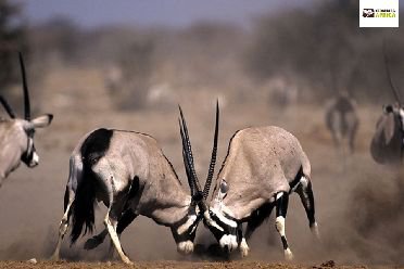 Oryx or Gemsbok - desert survivors