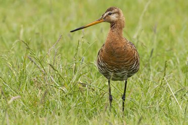 Black-tailed Godwit <i>Limosa limosa</i>