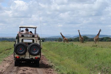 llama travel safari