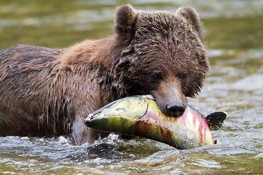 Canada wildlife tour with grizzly bear safaris