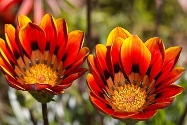 Namaqualand Spring Wild Flowers